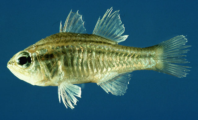 Apogon fasciatus (White, 1790)